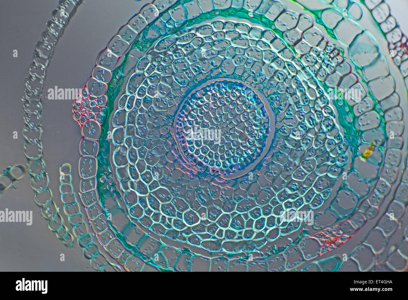 Moss stem TS Funaria sp. Differential interference contrast (DIC) Nomarski Stock Photo