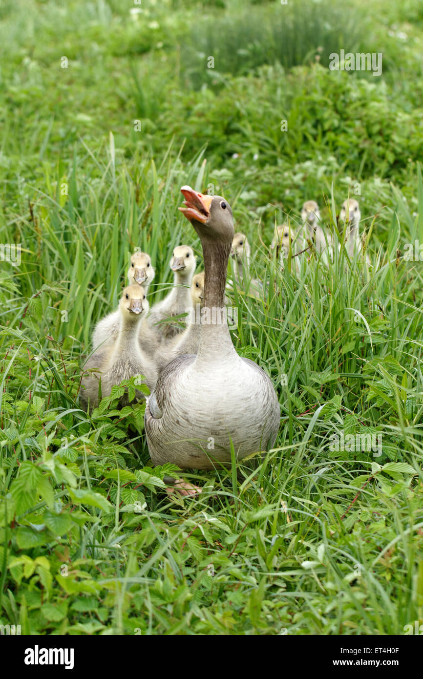 Greylag Goose and goslings Stock Photo