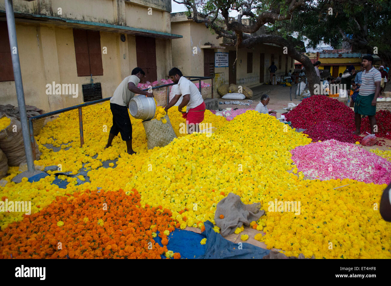 Marigolds are packed into baskets ready for sale at Thovalai flower