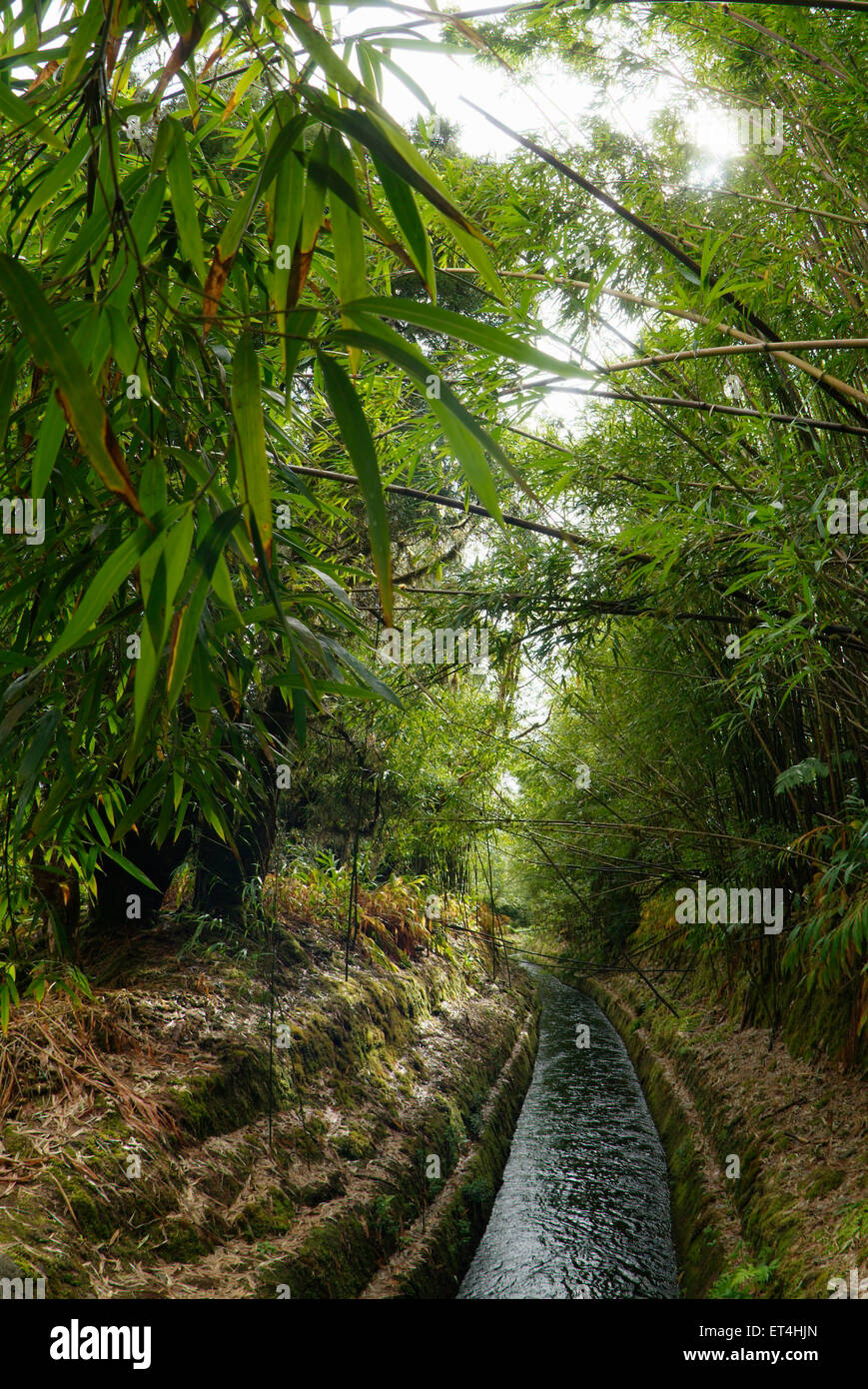 Irrigation ditch on White Road Hike amidst bamboo forest in Waimea