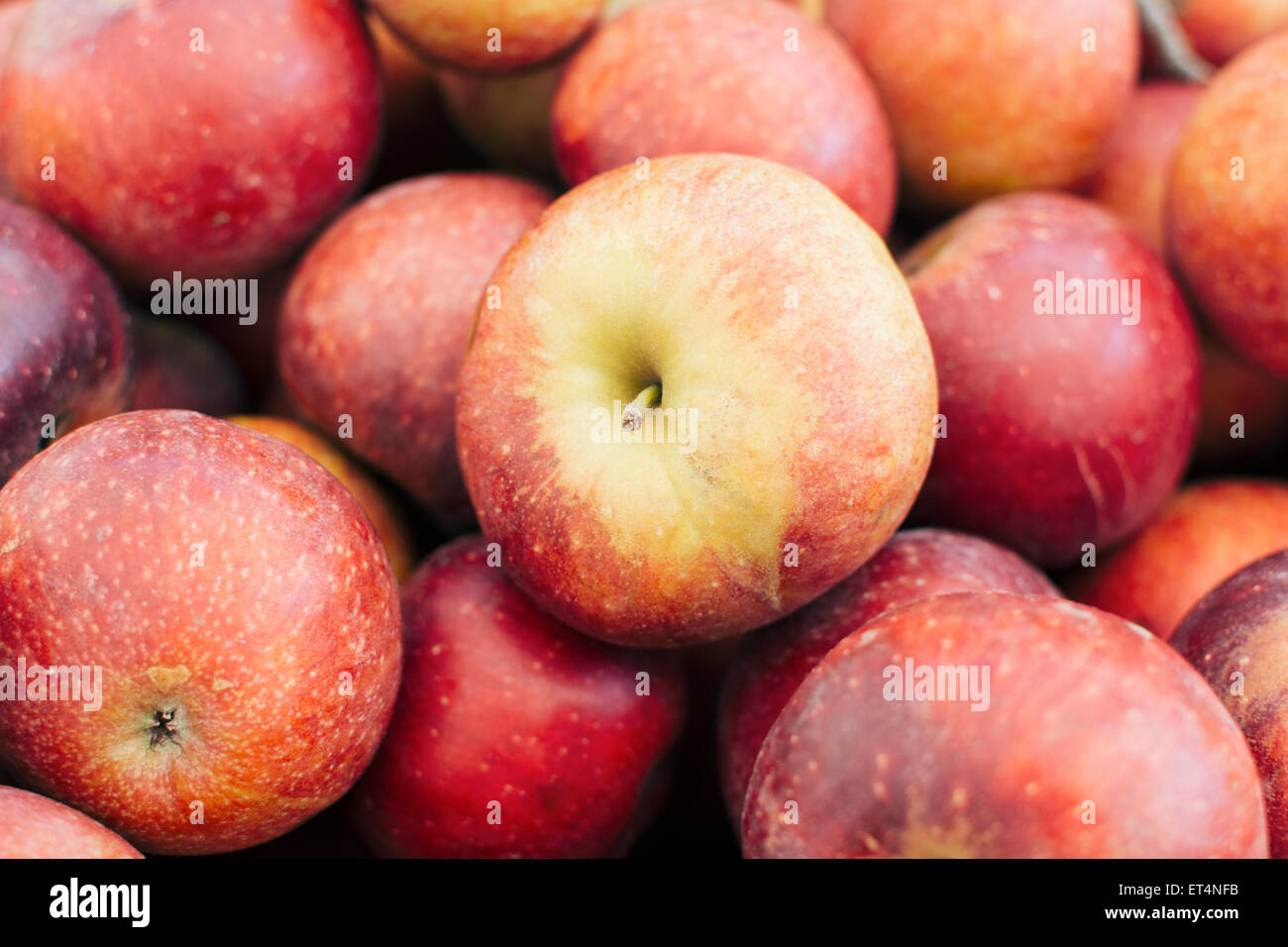 Staymen winesap apples Stock Photo Alamy