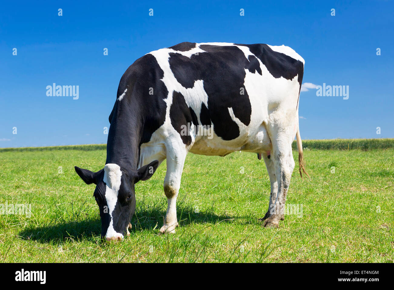 Cow grazing on a meadow Stock Photo - Alamy