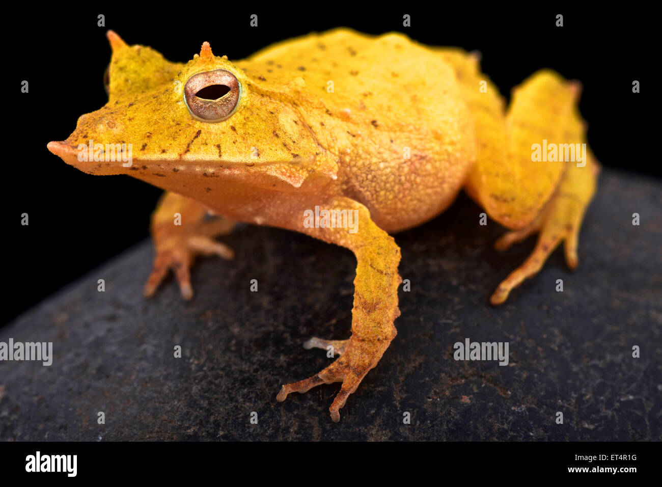 Solomon island leaf frog (Ceratobatrachus guentheri) Stock Photo