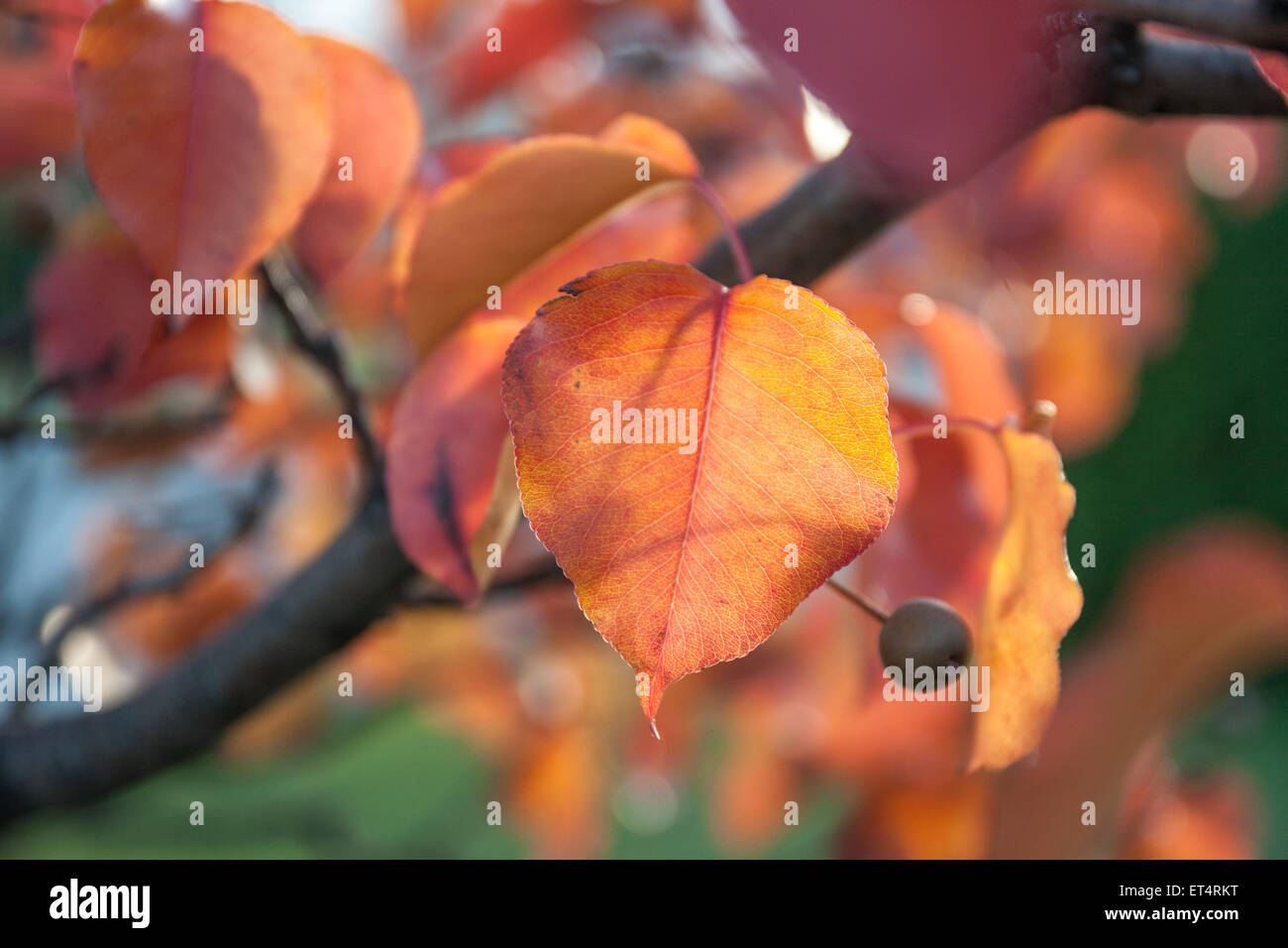 Blue sky clouds sunny sunshine hi-res stock photography and images - Alamy