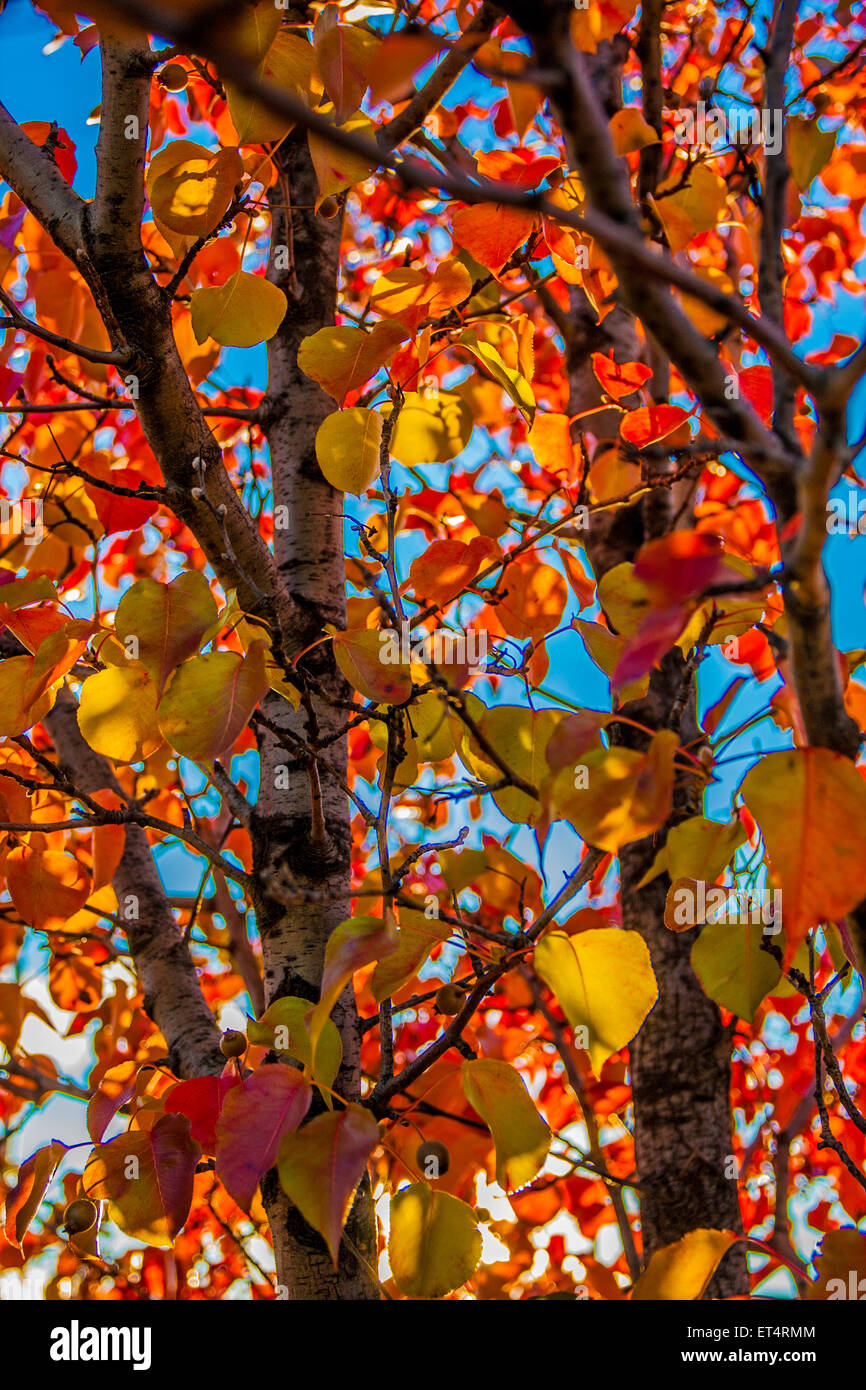 colorful tree on a sunny day blue sky no clouds Stock Photo - Alamy