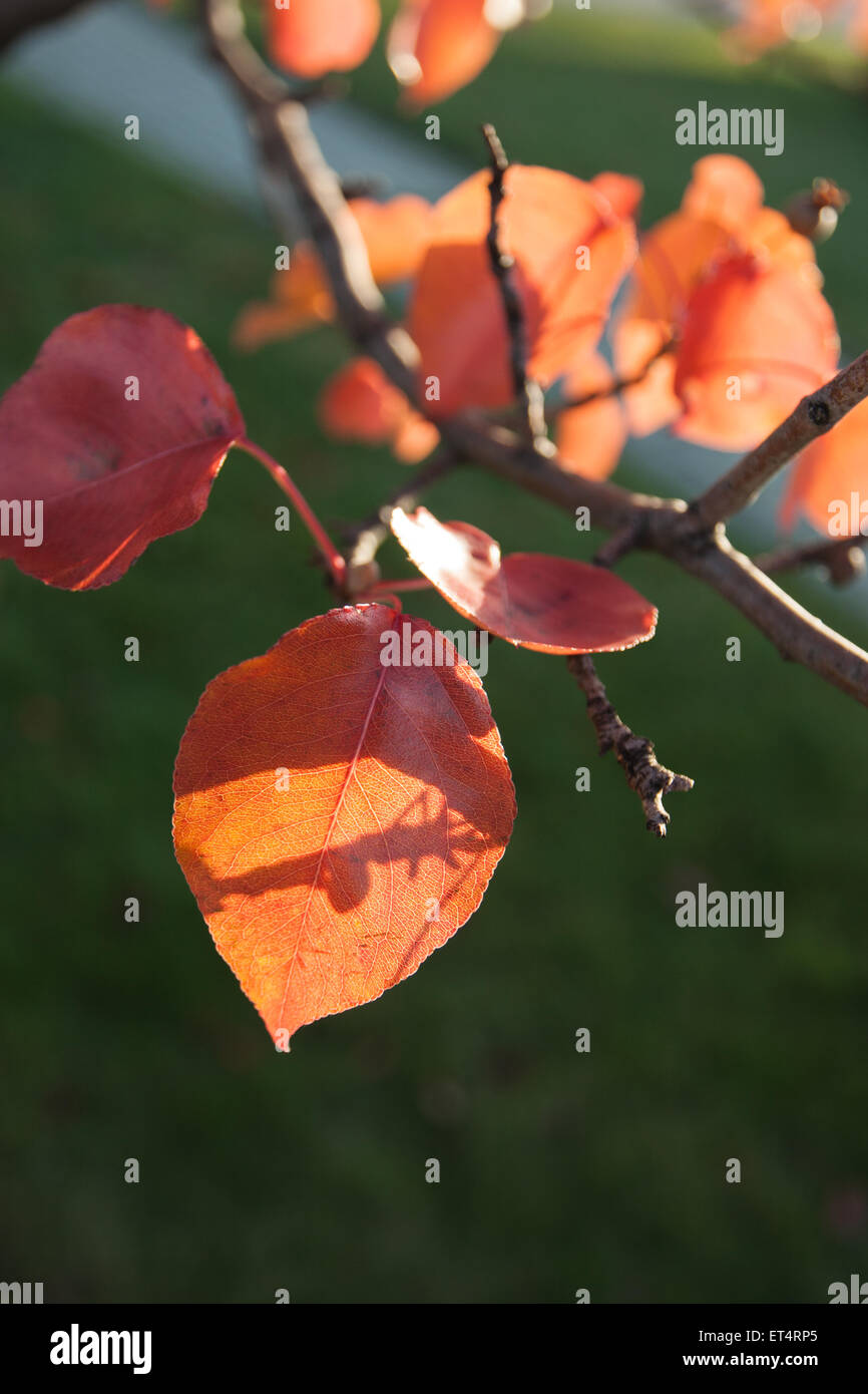 Blue sky and no clouds hi-res stock photography and images - Alamy