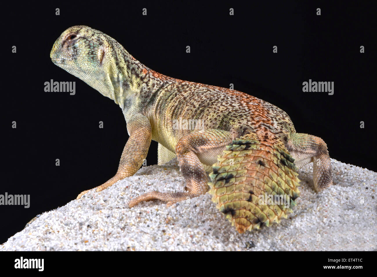 Omani spiny-tailed lizard (Uromastyx thomasi) Stock Photo
