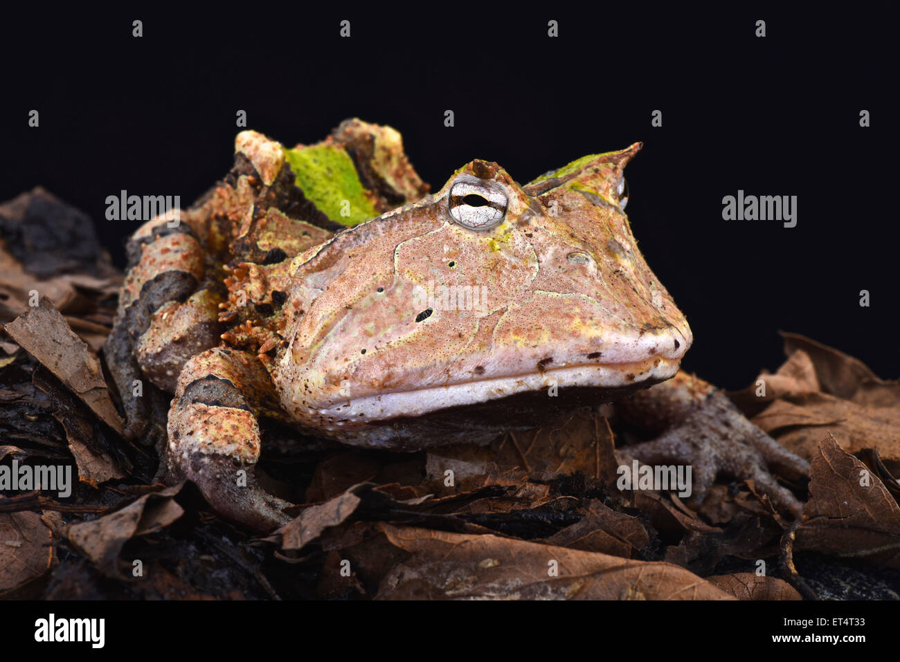 Amazonian horned frog (Ceratophrys cornuta) Stock Photo
