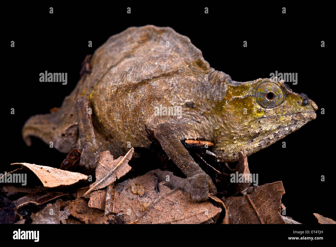 Uluguru pygmy chameleon (Rhampholeon uluguruensis) Stock Photo