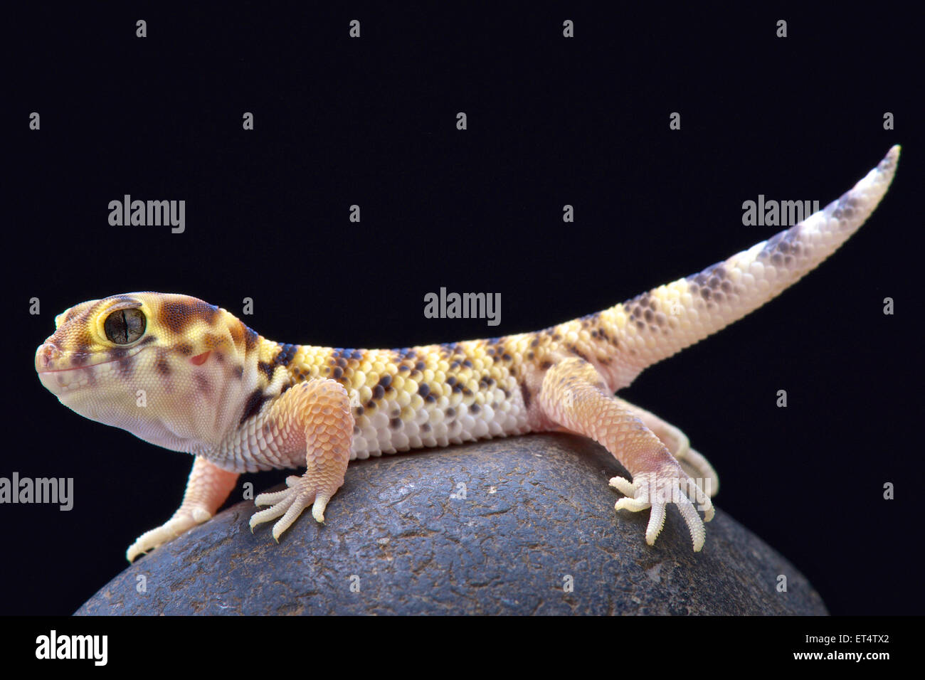 Wonder gecko (Teratoscincus scincus) Stock Photo
