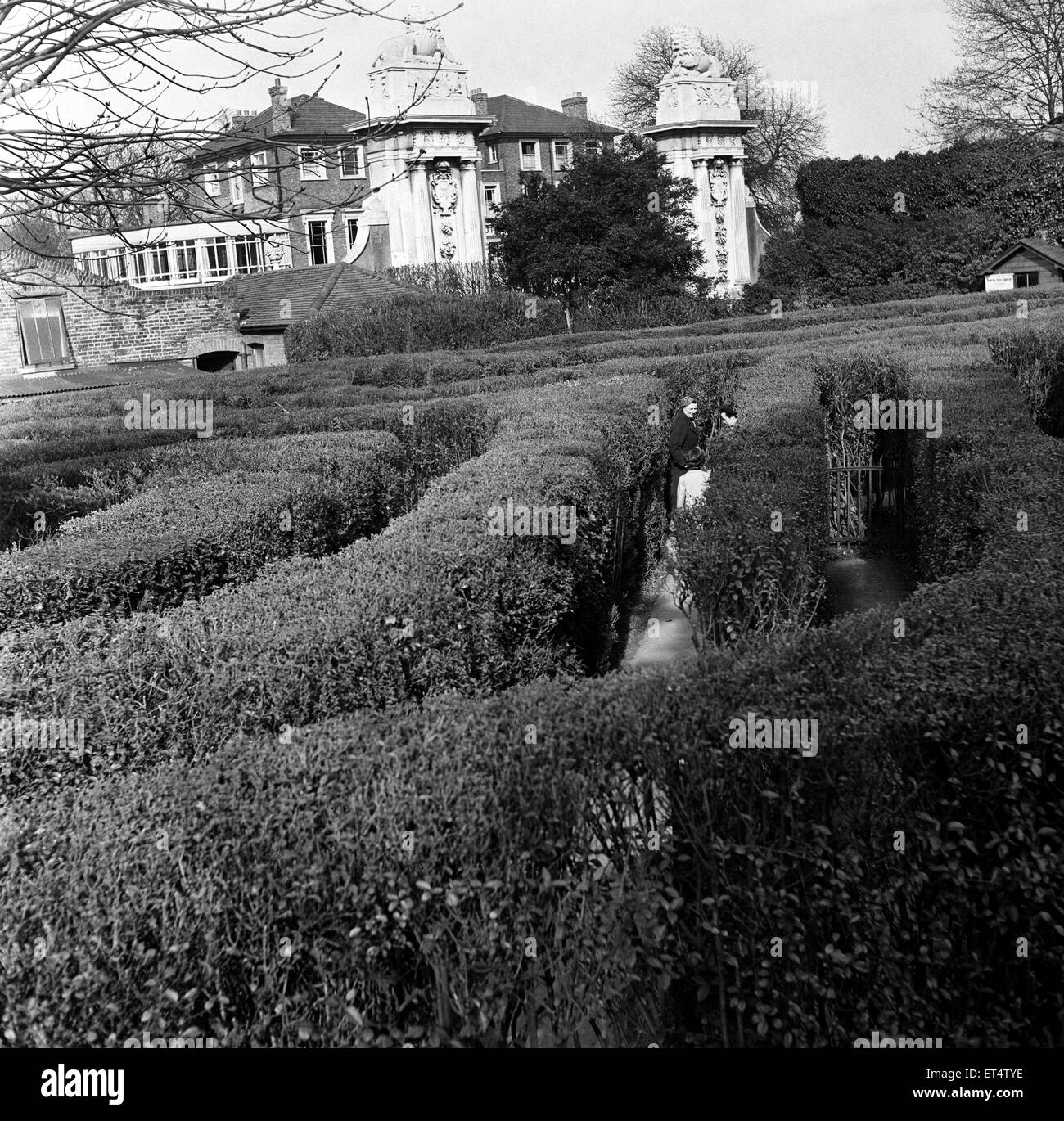 Hampton Court Maze, London Borough of Richmond upon Thames, London, 8th April 1954. Stock Photo