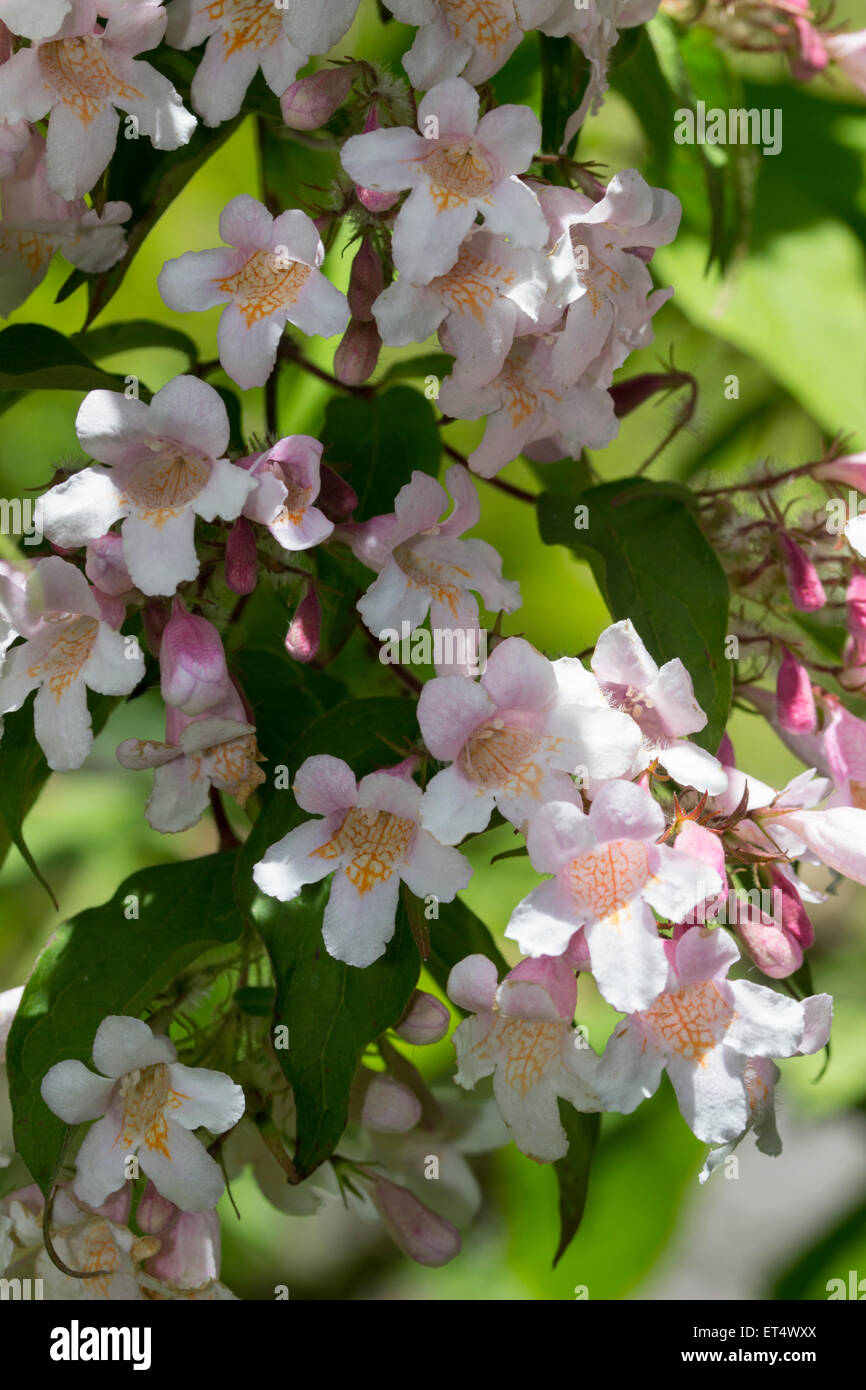Early summer flowers of the Beauty bush, Kolkwitzia amabilis 'Pink Cloud' Stock Photo