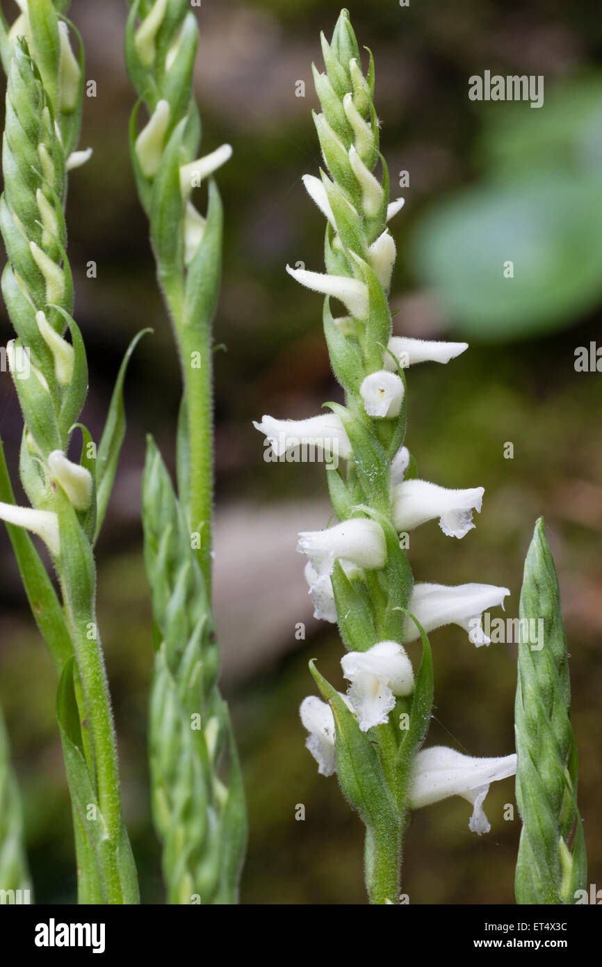 Autumn blooms of the fragrant ladies tresses orchid, Spiranthes cernua var. odorata 'Chadds Ford' Stock Photo