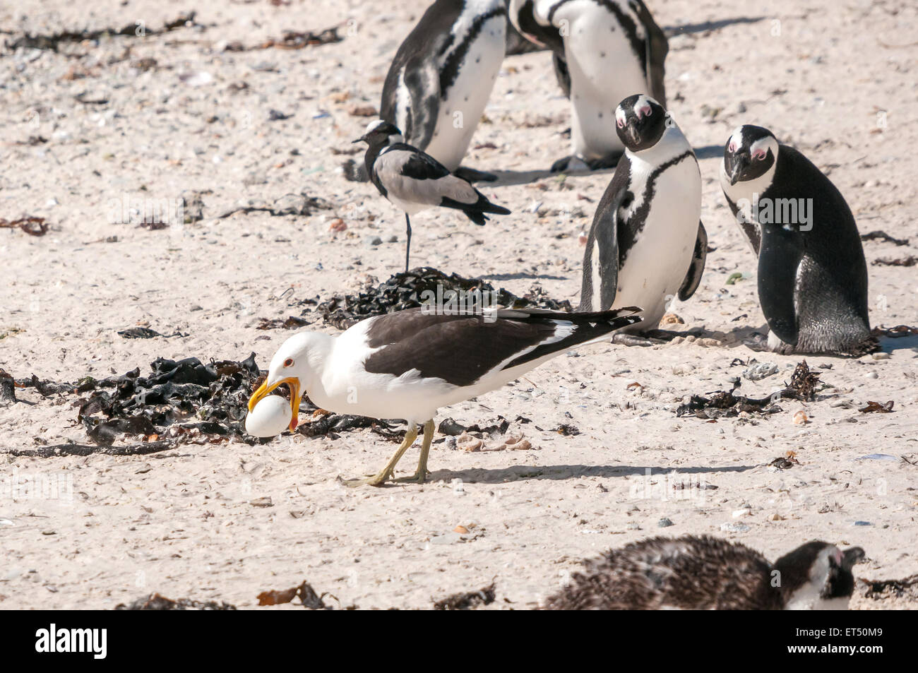A Gull stealing the egg of an endangered African Penguin at the Boulders section of the Table Mountain National Park in Simons T Stock Photo