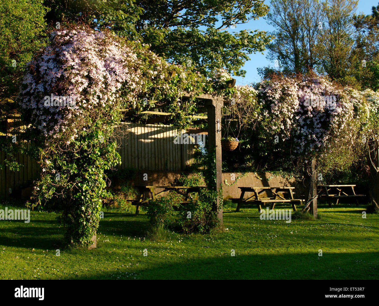 Clematis montana, (Anemone Clematis) over pergola, UK Stock Photo