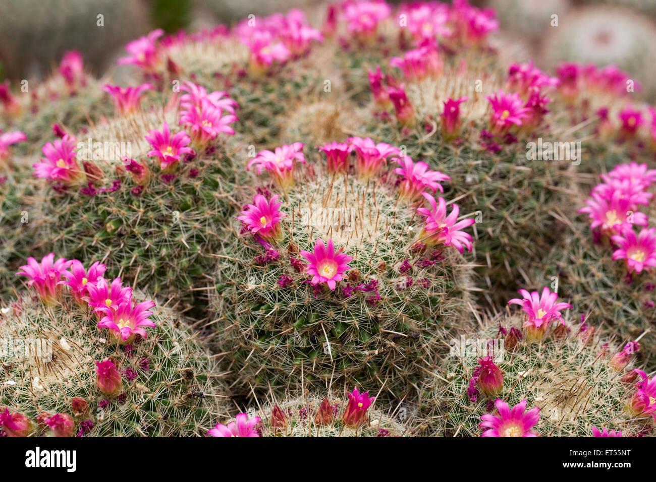Mammillaria varieaculeata in flower Stock Photo Alamy