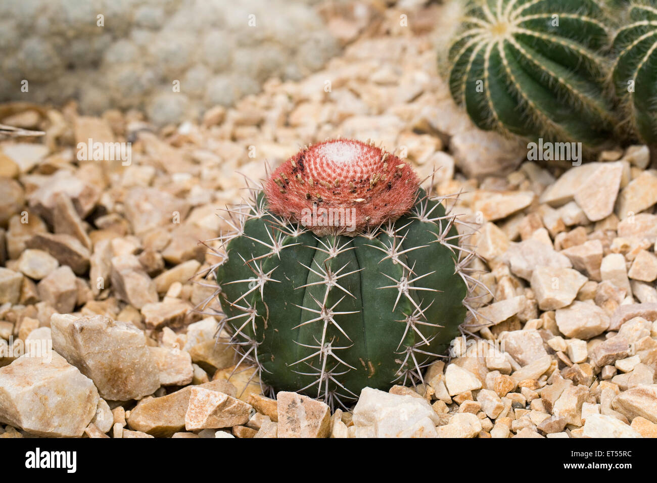 Melocactus intortus. Turk's head cactus. Stock Photo