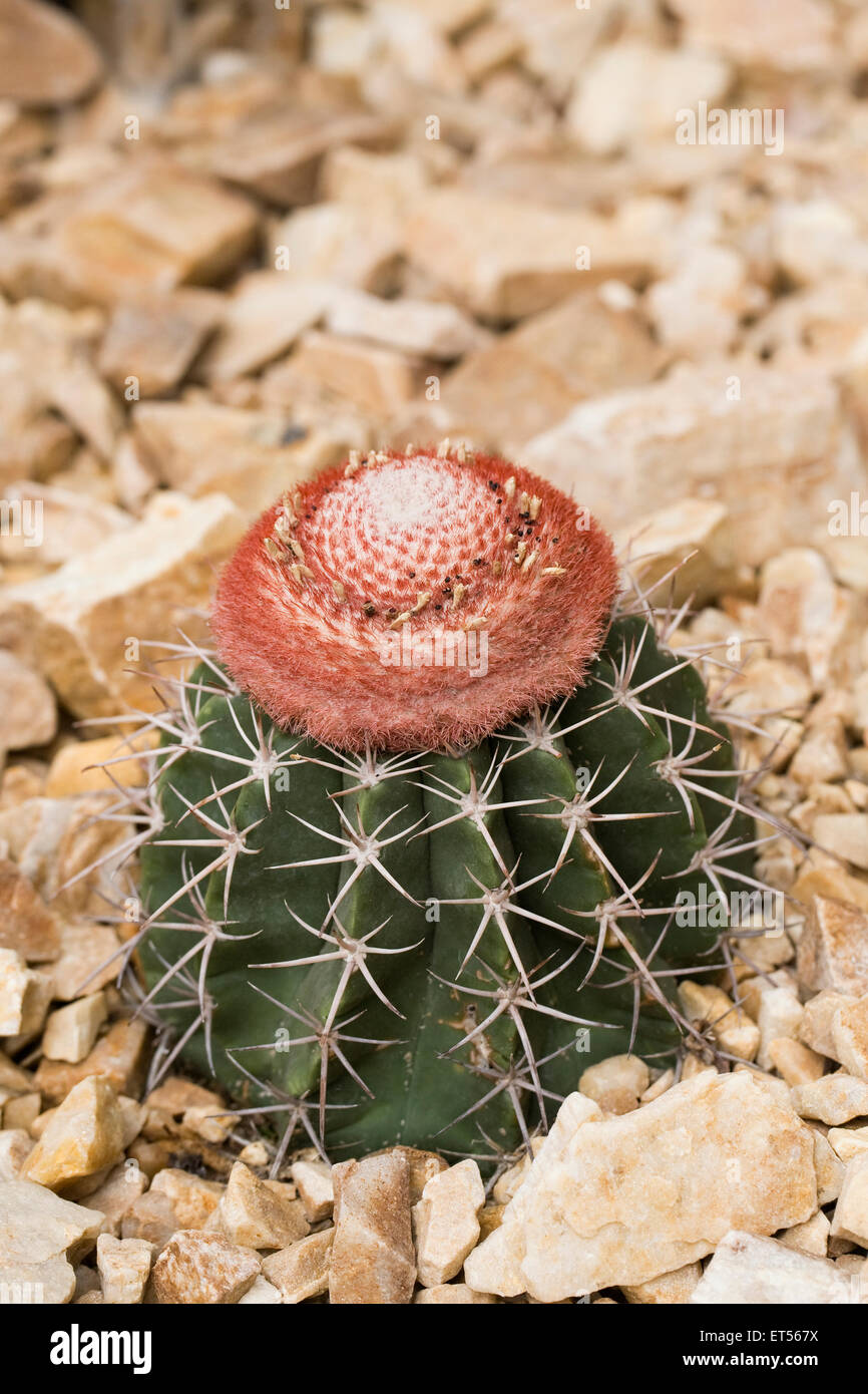 Melocactus intortus. Turk's cap cactus. Stock Photo