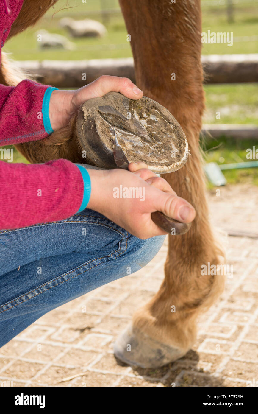 Woman cleaning horse's hoof Bavaria Germany Stock Photo
