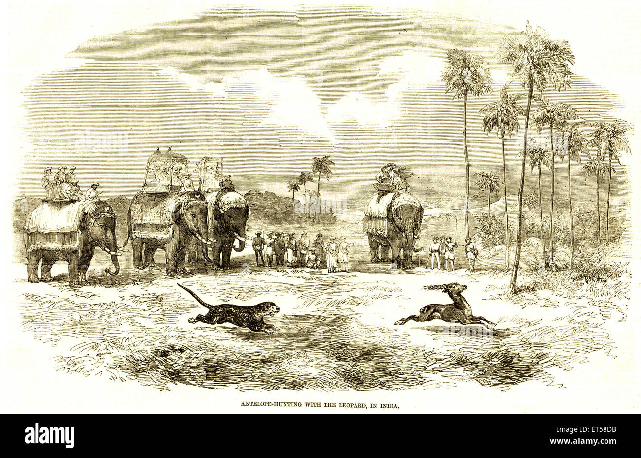 Hunting and animal views ; antelope hunting with the leopard ; India