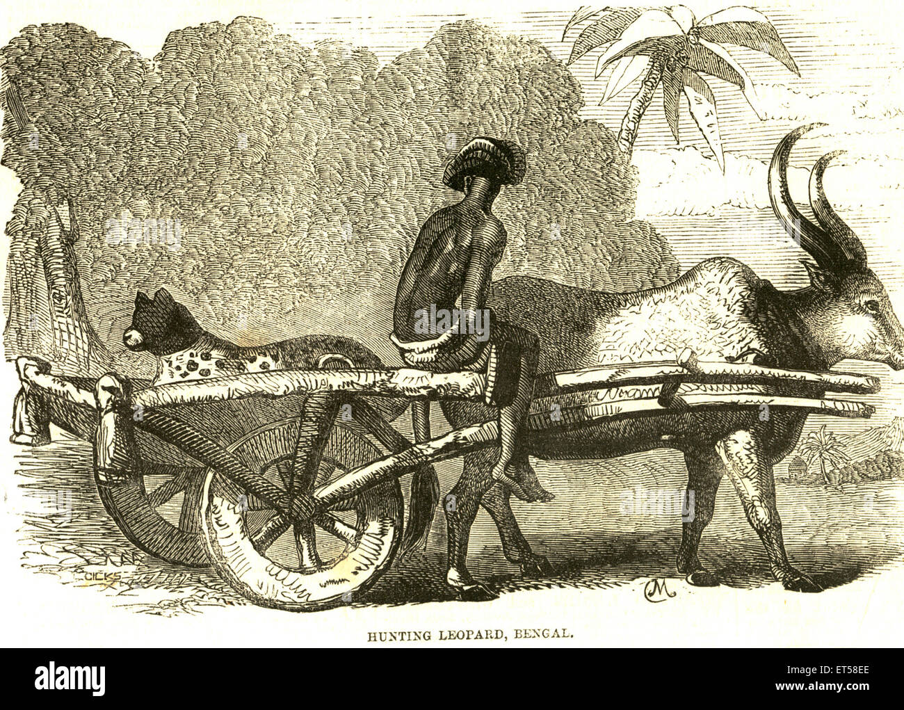 Hunting & animal views ; hunting leopard ; 21st July 1858 ; West Bengal ; India Stock Photo