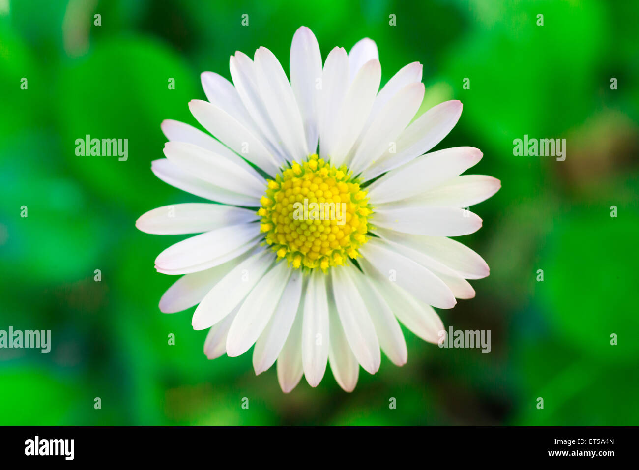 A Beautiful White Oxeye Daisy Standing Against a Green Backdrop Stock Photo