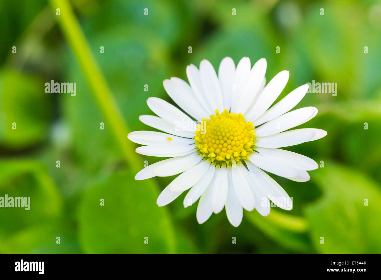 A Beautiful White Oxeye Daisy Standing Against a Green Backdrop Stock Photo