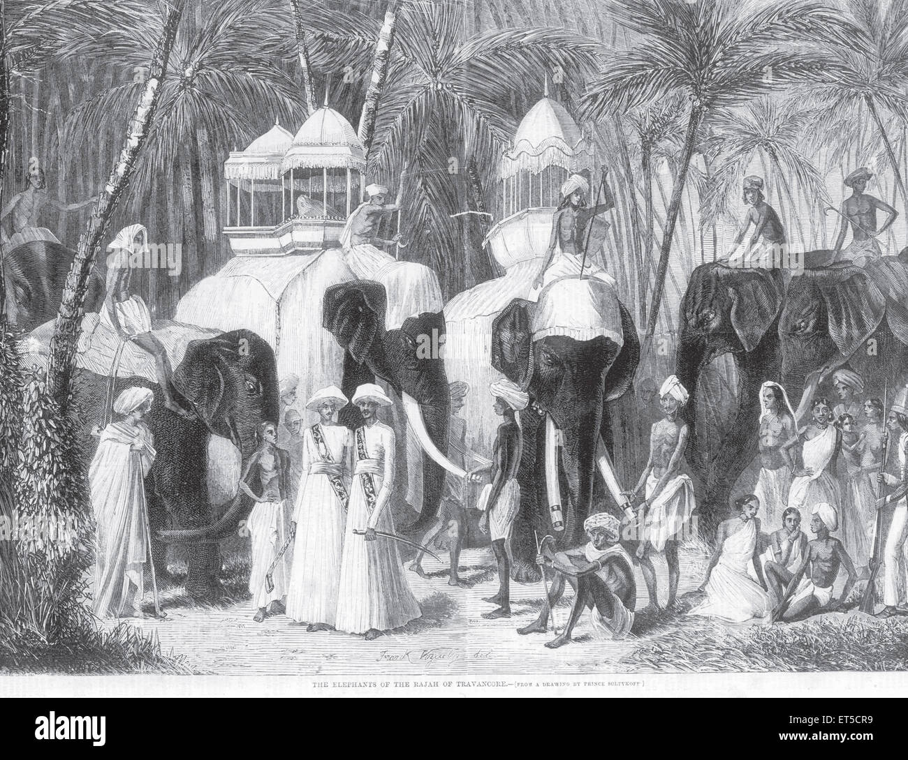 General View The Elephants of the Rajah of Travancore ; India Stock Photo