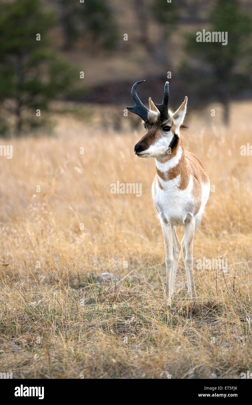 Pronghorn Antelope buck in field with pine trees in the background