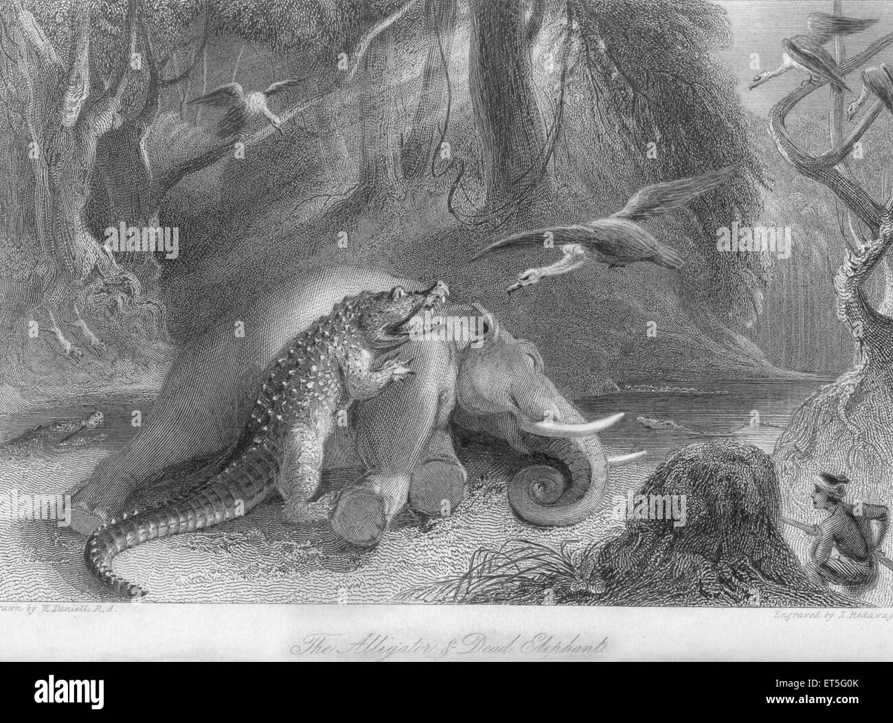 Alligator killing elephant, India, Asia, Asian, Indian, old vintage 1800s steel engraving Stock Photo