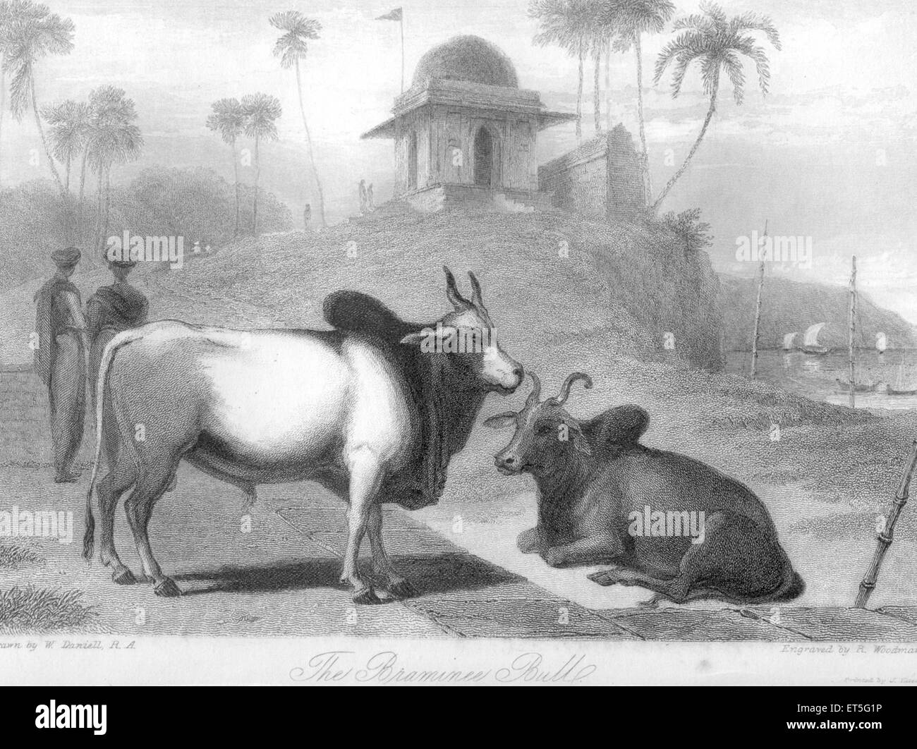 Braminee Bulls ; India Stock Photo