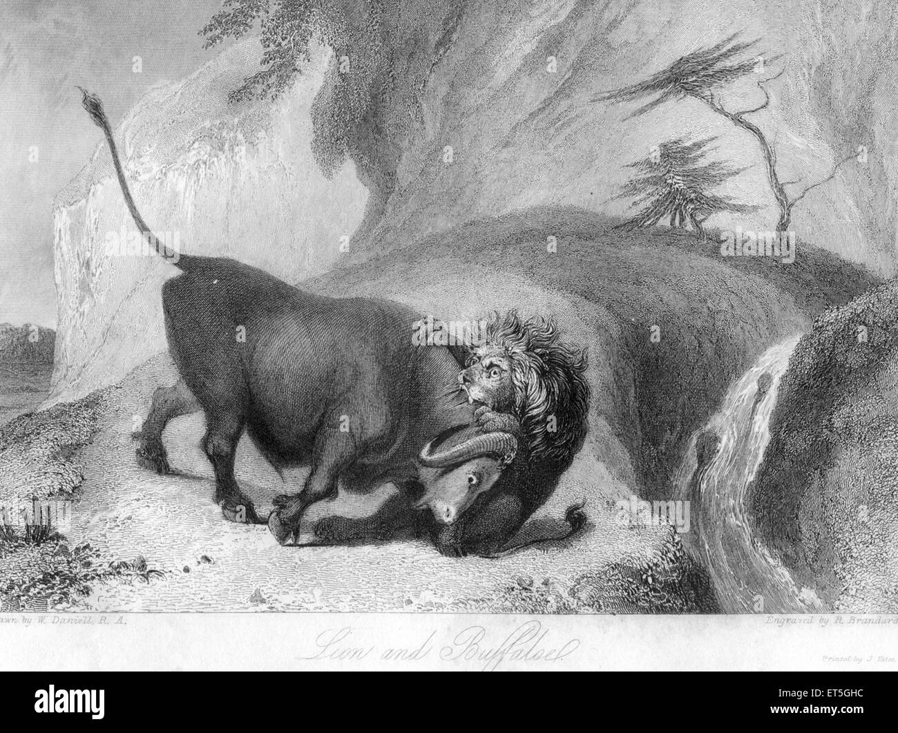 Lion killing buffalo, India, Asia, Asian, Indian, old vintage 1800s steel engraving Stock Photo