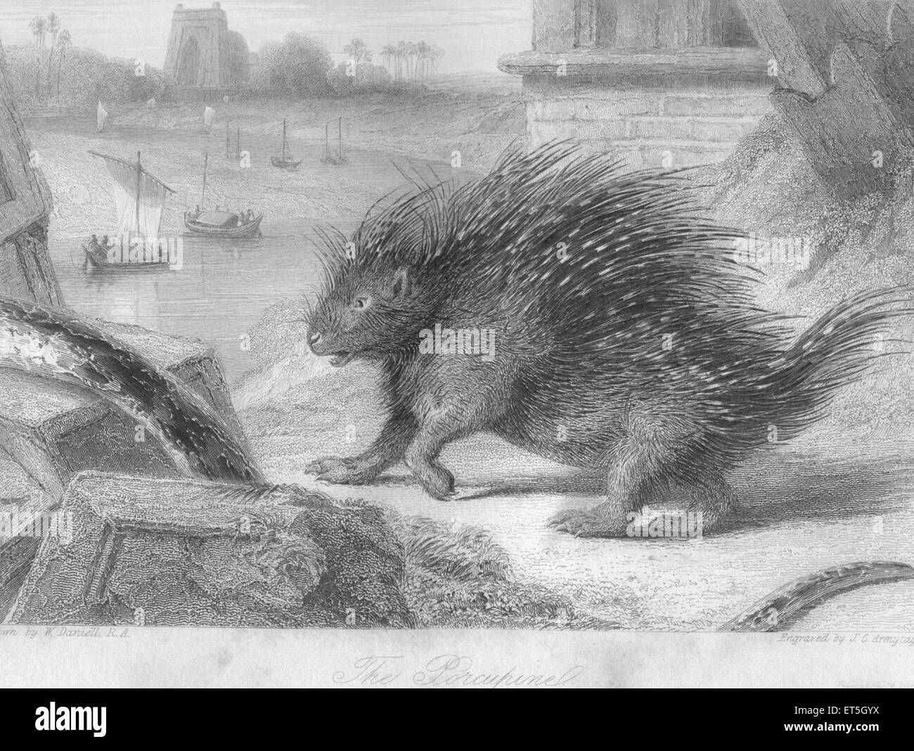 Porcupine ; India Stock Photo Alamy
