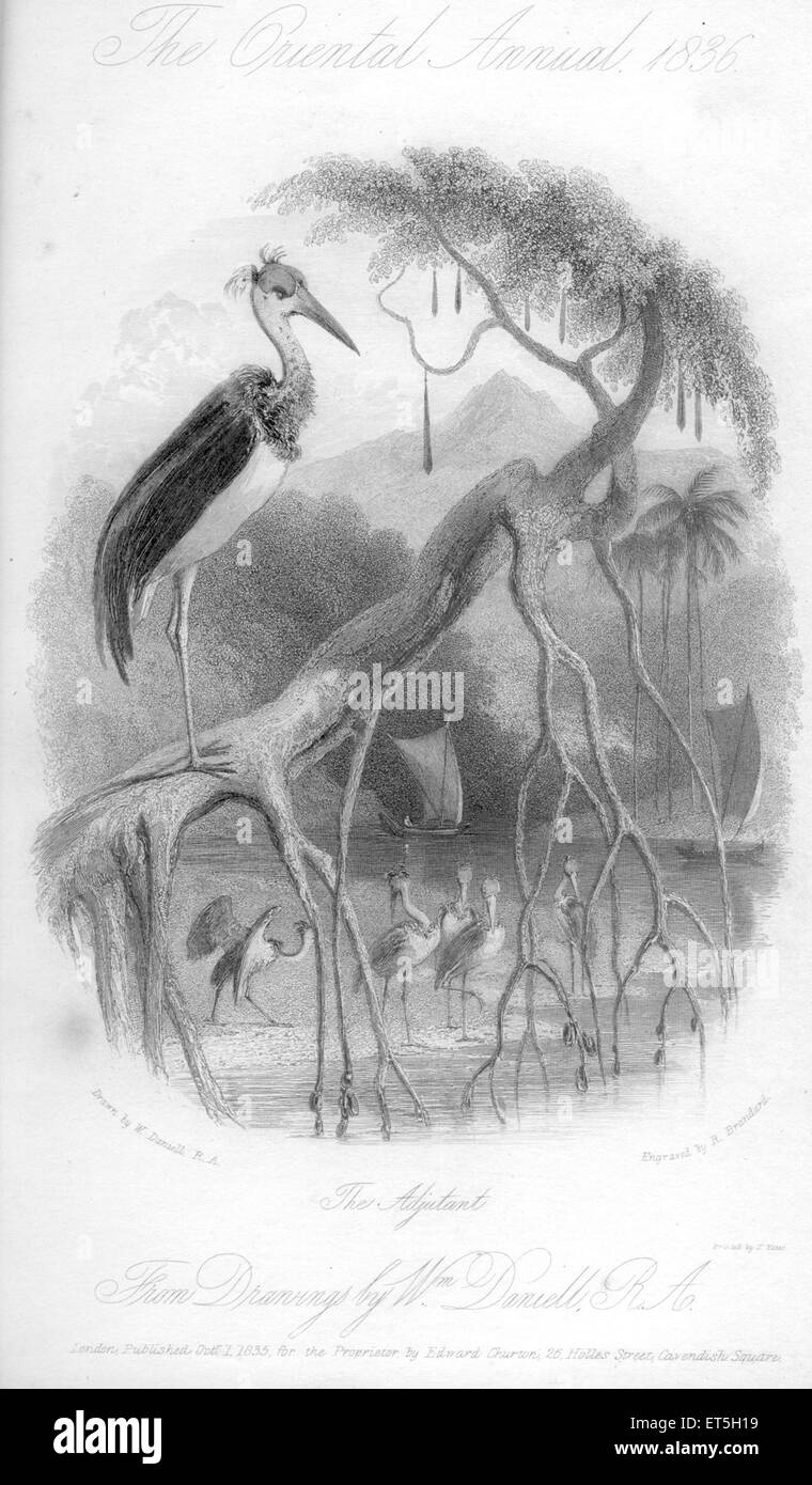 Greater Adjutant stork, bird, India, Asia, Asian, Indian, old vintage 1800s steel engraving Stock Photo