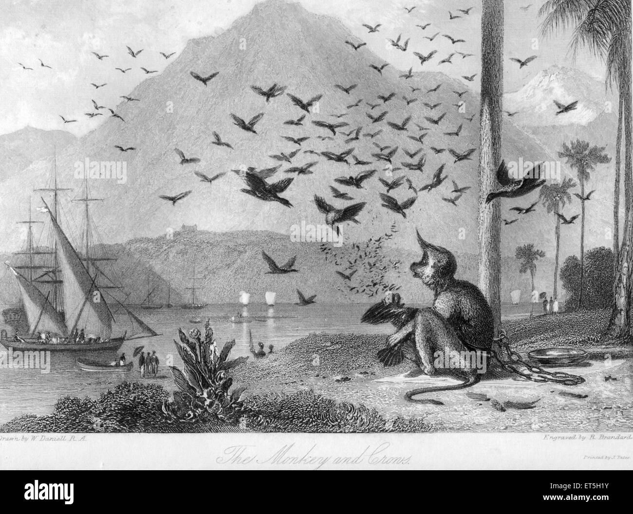 Monkey chained to tree, flying birds, India, Asia, Asian, Indian, old vintage 1800s steel engraving Stock Photo