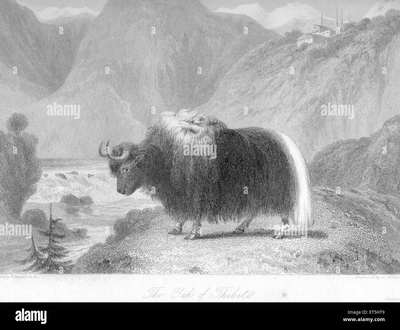 Yak ; Thibet Tibet Stock Photo