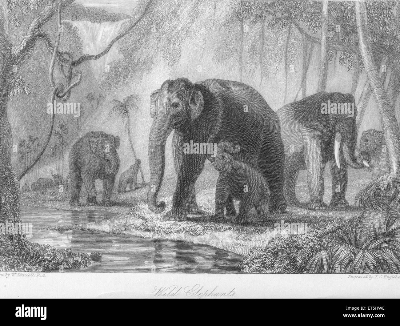 Wild Elephants and young ; India Stock Photo