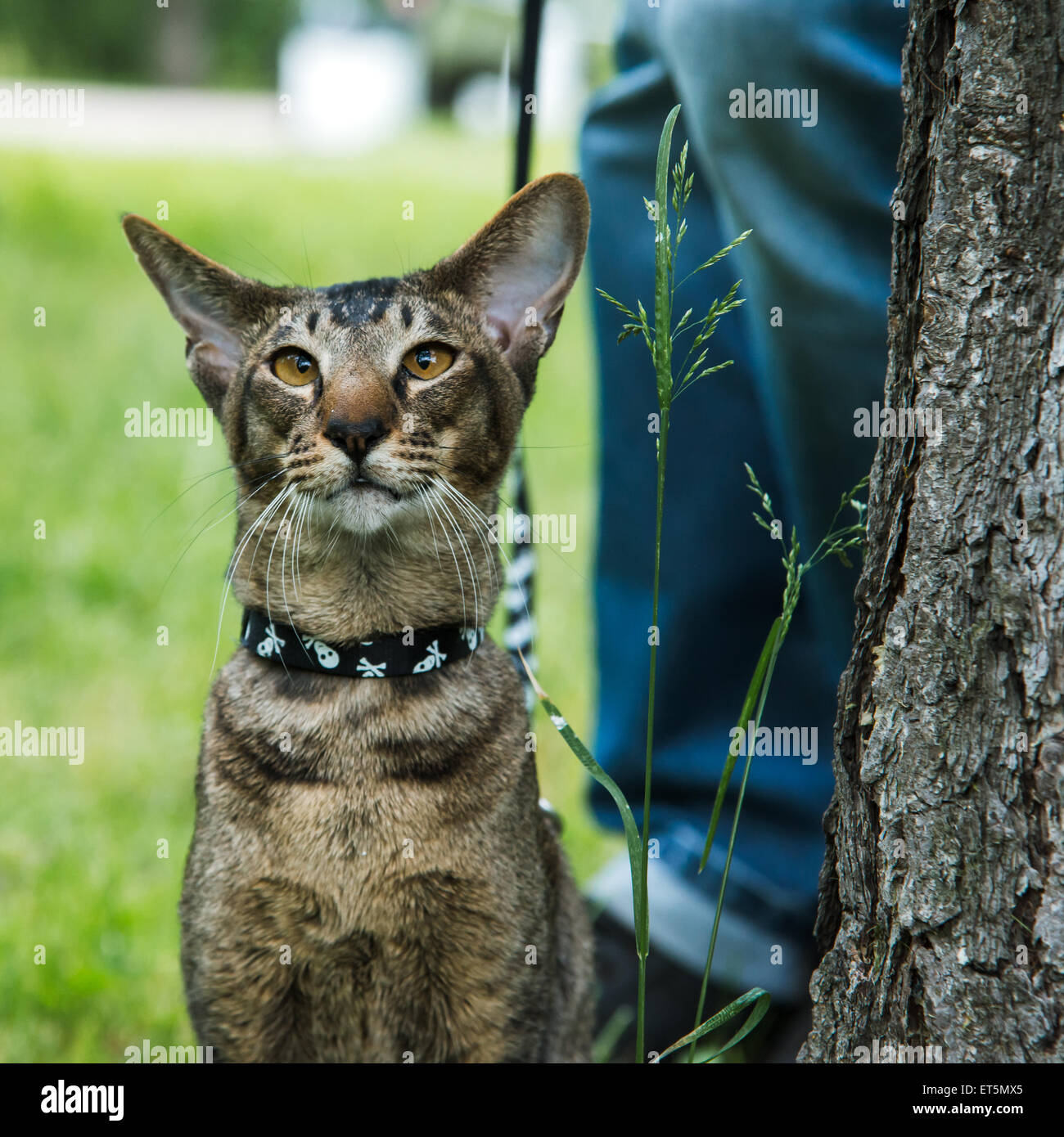 Cat in harness hi-res stock photography and images - Alamy