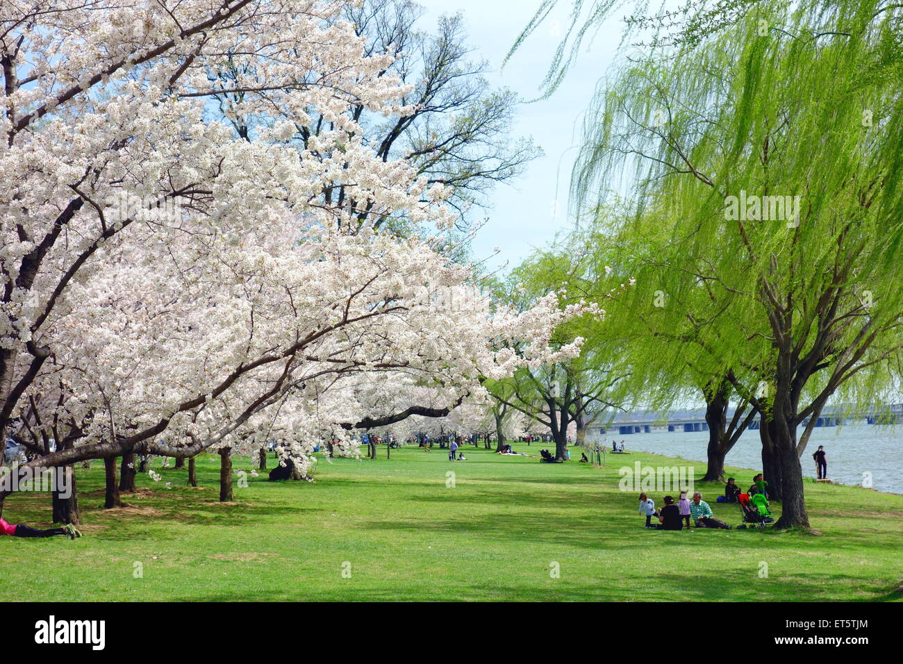 Park on the Potomac River in Washington DC Stock Photo