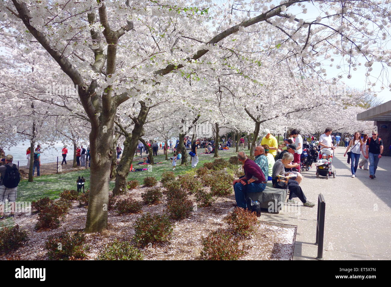 Japanese cherry trees blossoming in Washington DC Stock Photo