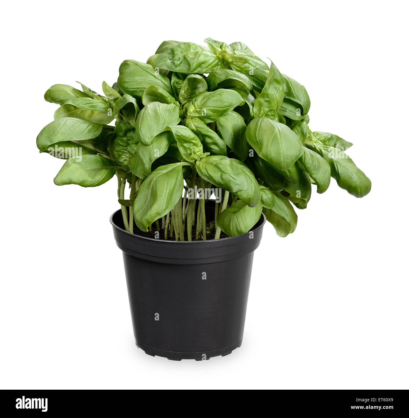 Basil plant in pot Stock Photo