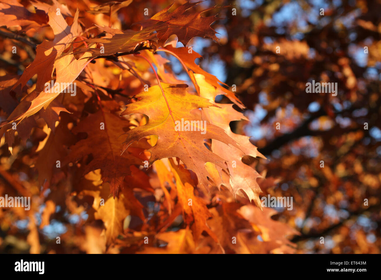 Autumn acorn oak leaves hi-res stock photography and images - Alamy