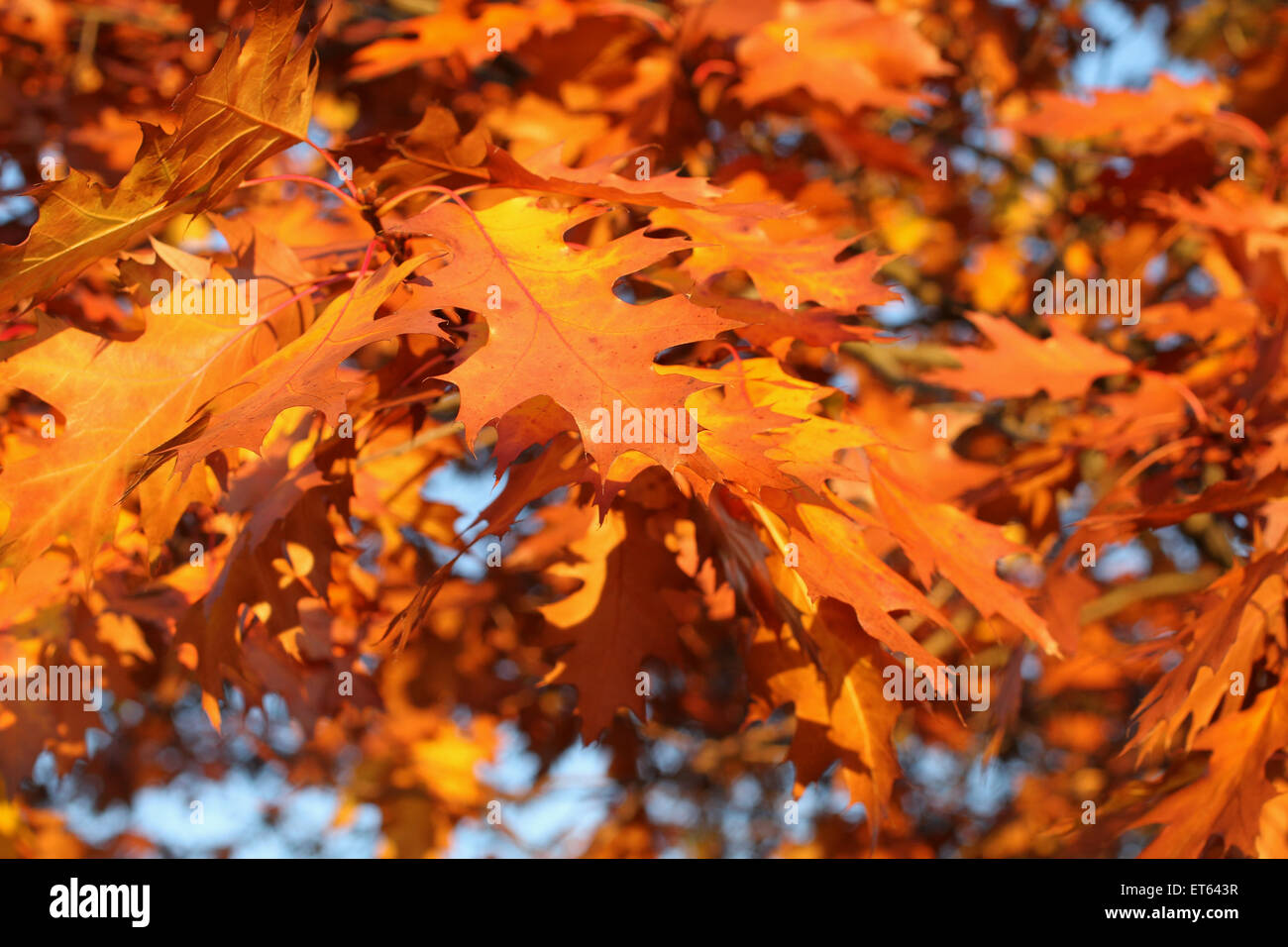 Acorn dry oak leaf hi-res stock photography and images - Alamy
