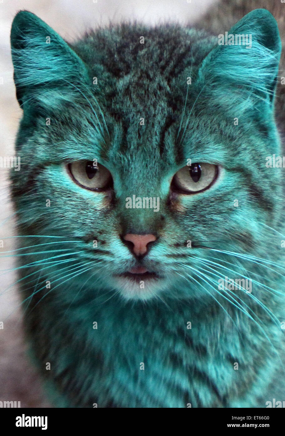 The Green cat is back! After the Green cat has been missed for a