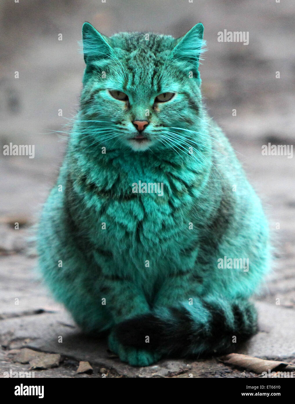 Зеленая кошка