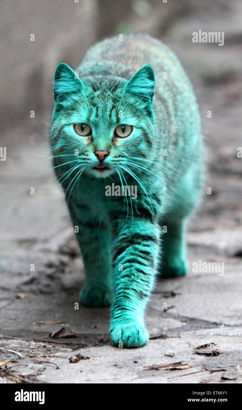 The Green cat is back! After the Green cat has been missed for a