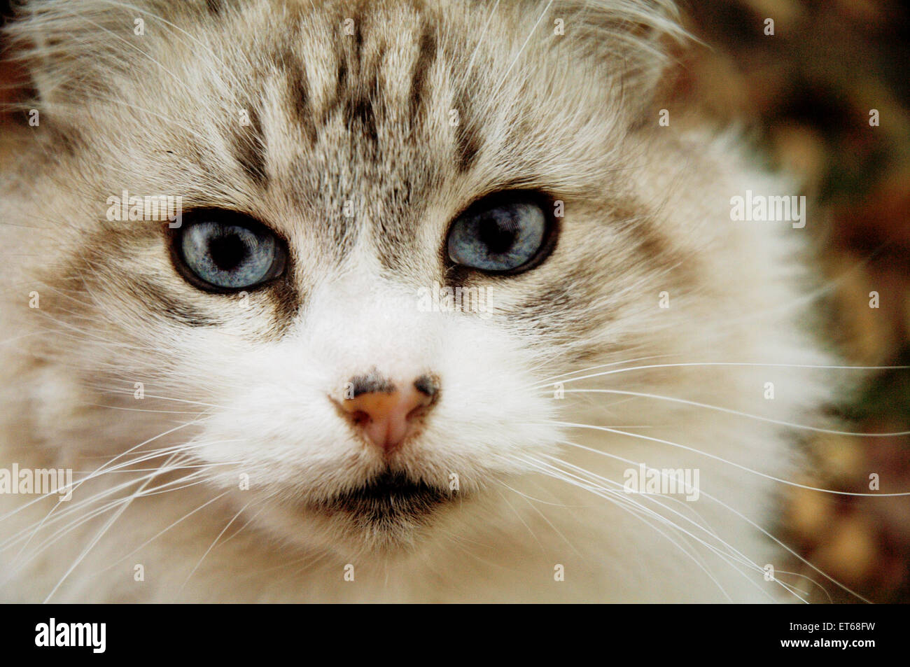 A closeup portrait of a long-haired cat Stock Photo - Alamy