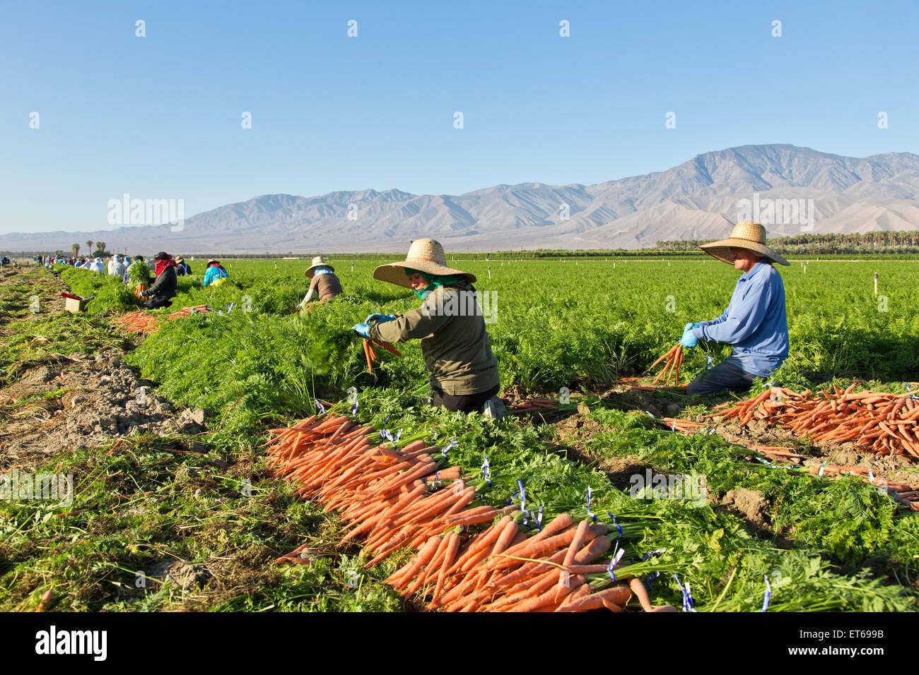 Hispanic farm workers harvesting organic carrot field Stock Photo Alamy