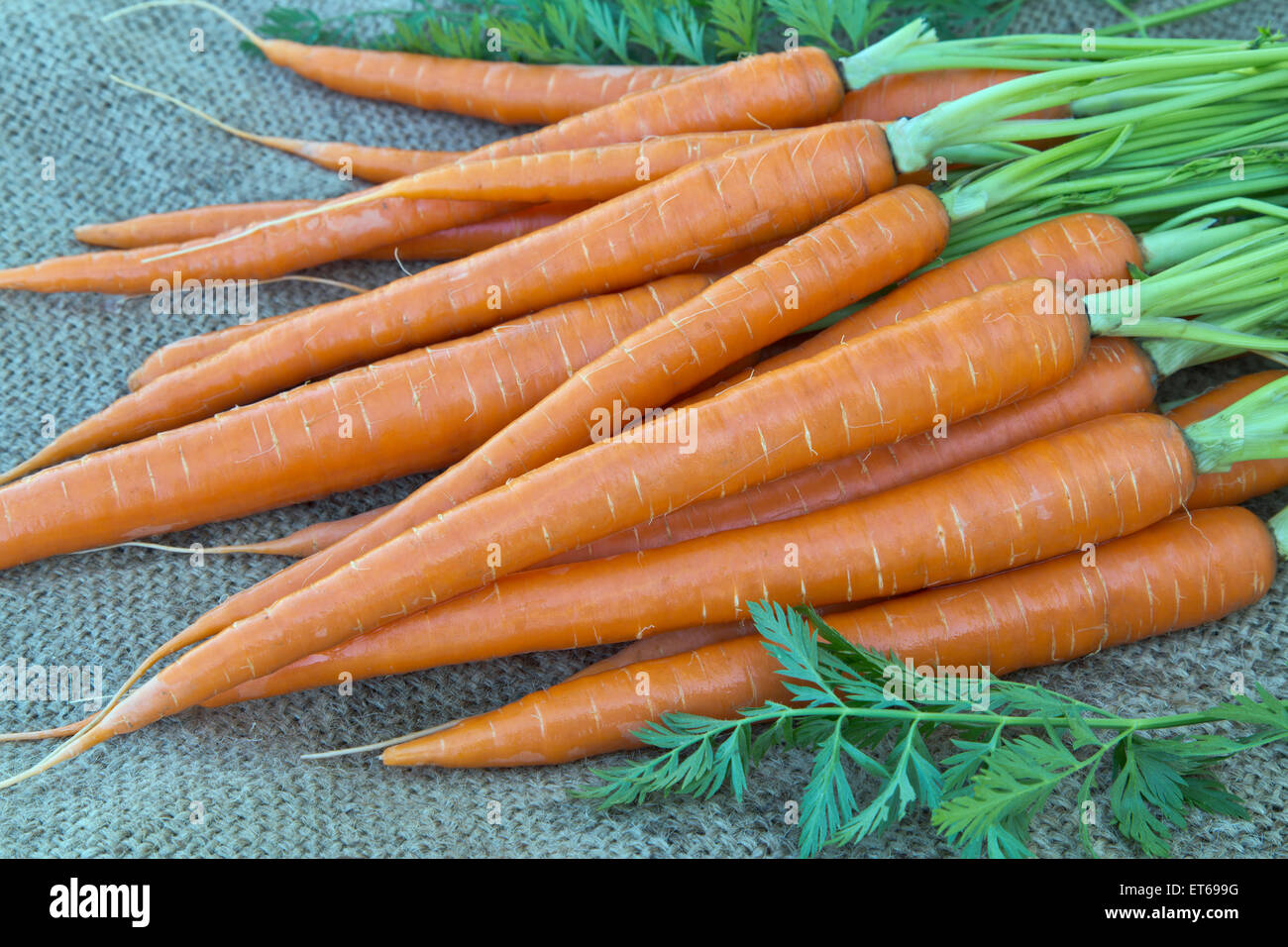 Freshly harvested organic carrots Stock Photo Alamy