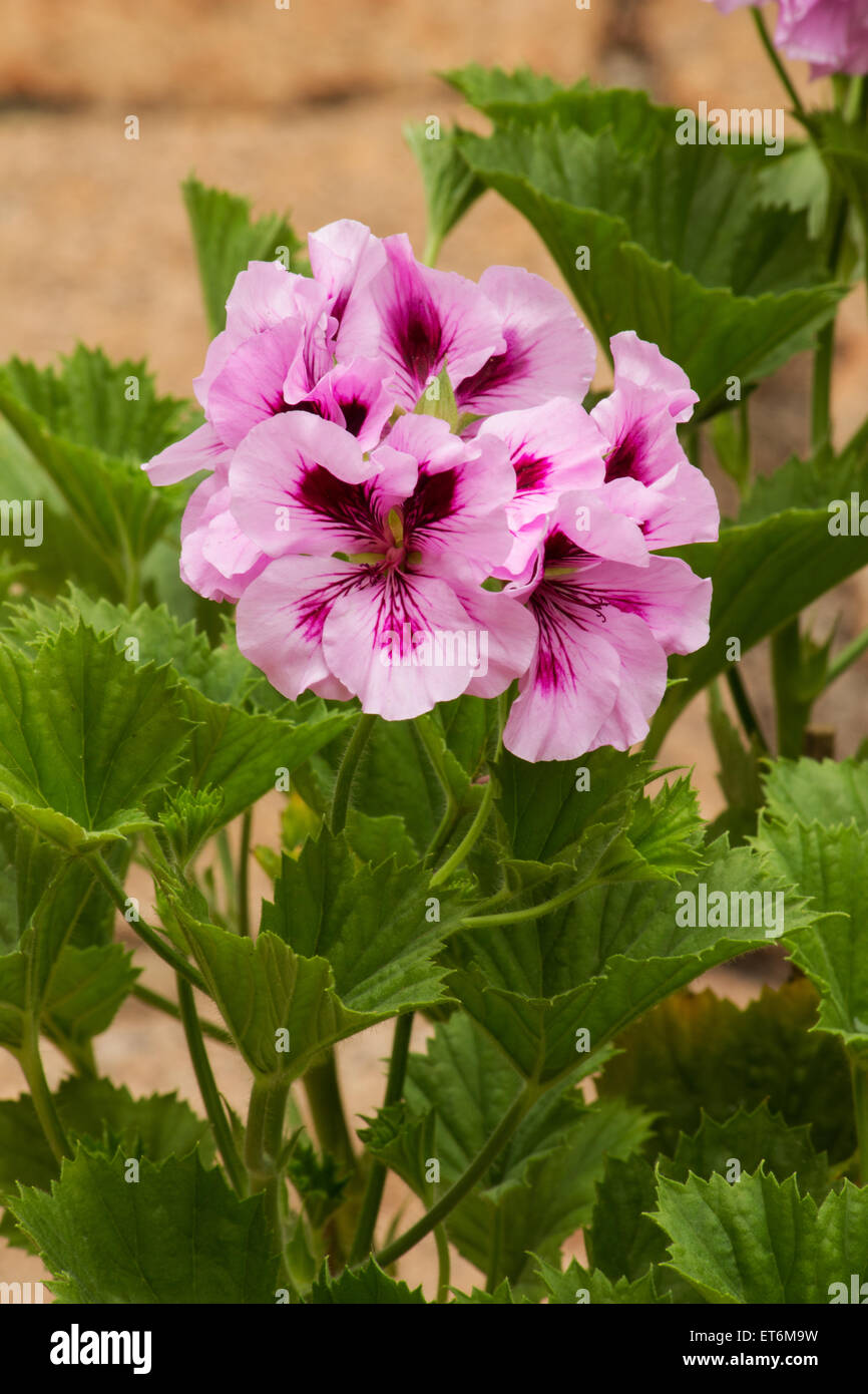 Orsett hires stock photography and images Alamy